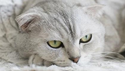 乐鱼体育官网下载-深圳领航队核心控卫发挥稳定串联全队攻势，深圳领航者篮球队官网